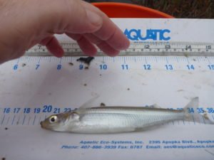 Malibu Lagoon Restoration and Post-Restoration Fish Monitoring