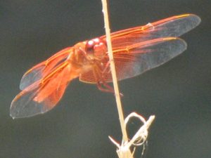 dragonfly pole dancer