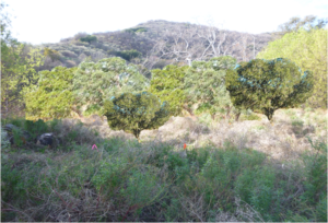 View of oak treas