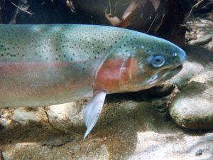 19. Steelhead adult looking for a place to spawn 2016_Photo by RCDSMM Stream Team