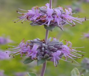 flower closeup