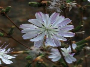 flower closeup