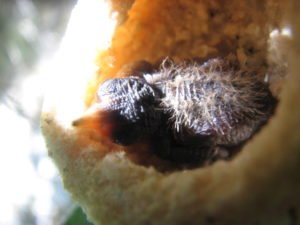 hummer in nest