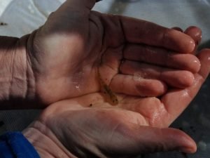 14. Tidewater Goby in hand_photo by RCD Stream Team