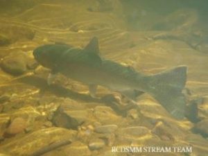3. Southern Steelhead Trout migrating in creek_RCDSMM Stream Team