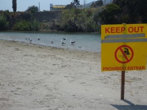 33. Birds at Topanga Lagoon_RCDSMM Stream Team