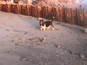 34. Dog poop at Malibu Lagoon_RCDSMM Stream Team