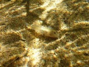 4. Tidewater Goby_RCDSMM Stream Team