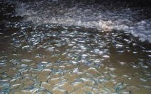 5. California Grunion Spawning run _Photo from BlueGrunion.org