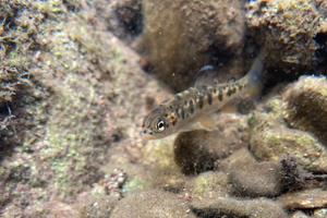 Yoy Southern Steelhead