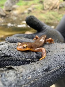 12. CA Newt in Hand_Photo by RCDSMM Stream Team