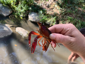 Invasive Species Removal_Website Thumbnail Red Swamp Crayfish