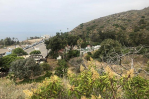 10. Photo of Current Development. Same view of the Topanga Lagoon in 2019. Only a half acre of the lagoon is left. Photo from RCDSMM Stream Team