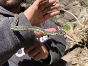 13. Two Striped Garter Snake_Photo by RCDSMM Stream Team